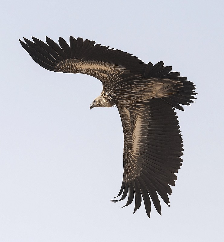 Himalayan Griffon